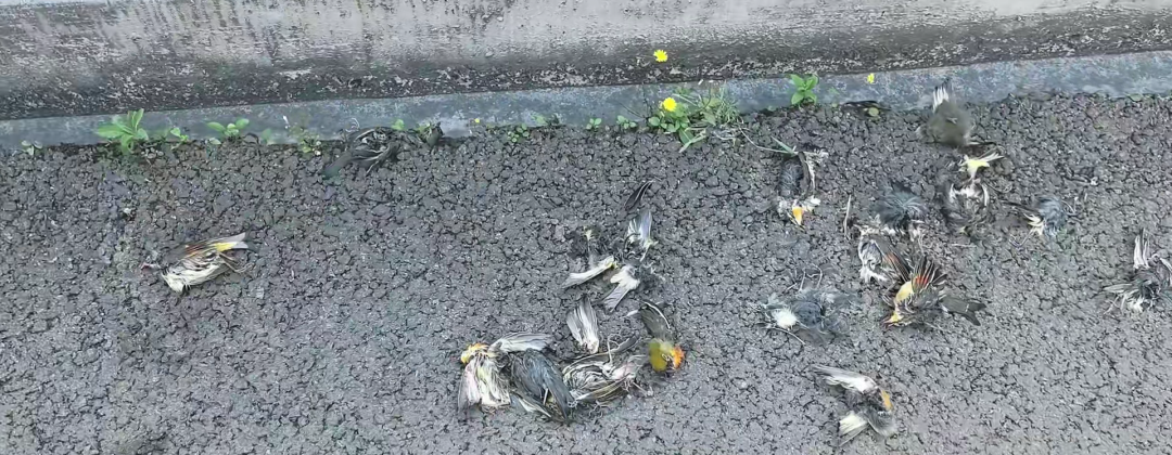 （图为该网友的视频截图）