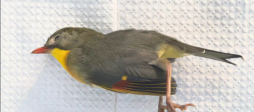 （图为该网友的视频截图）