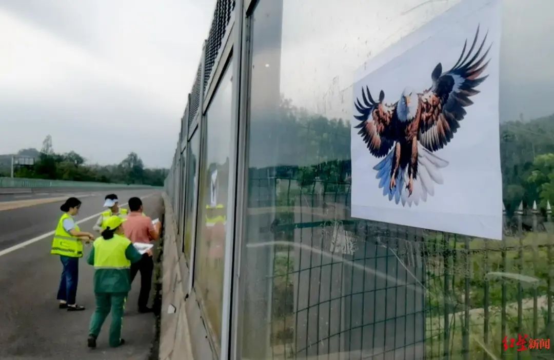 ▲工作人员张贴猛禽照片