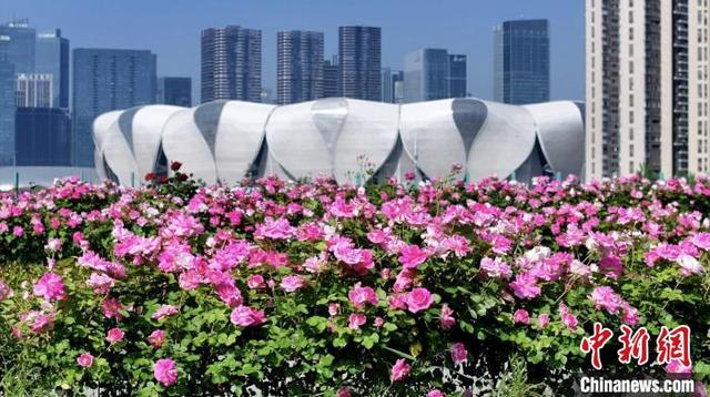 杭州高架月季花。 杭州市城市管理局供图