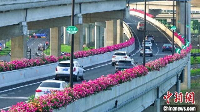 杭州高架上的月季花廊。 杭州市城市管理局供图