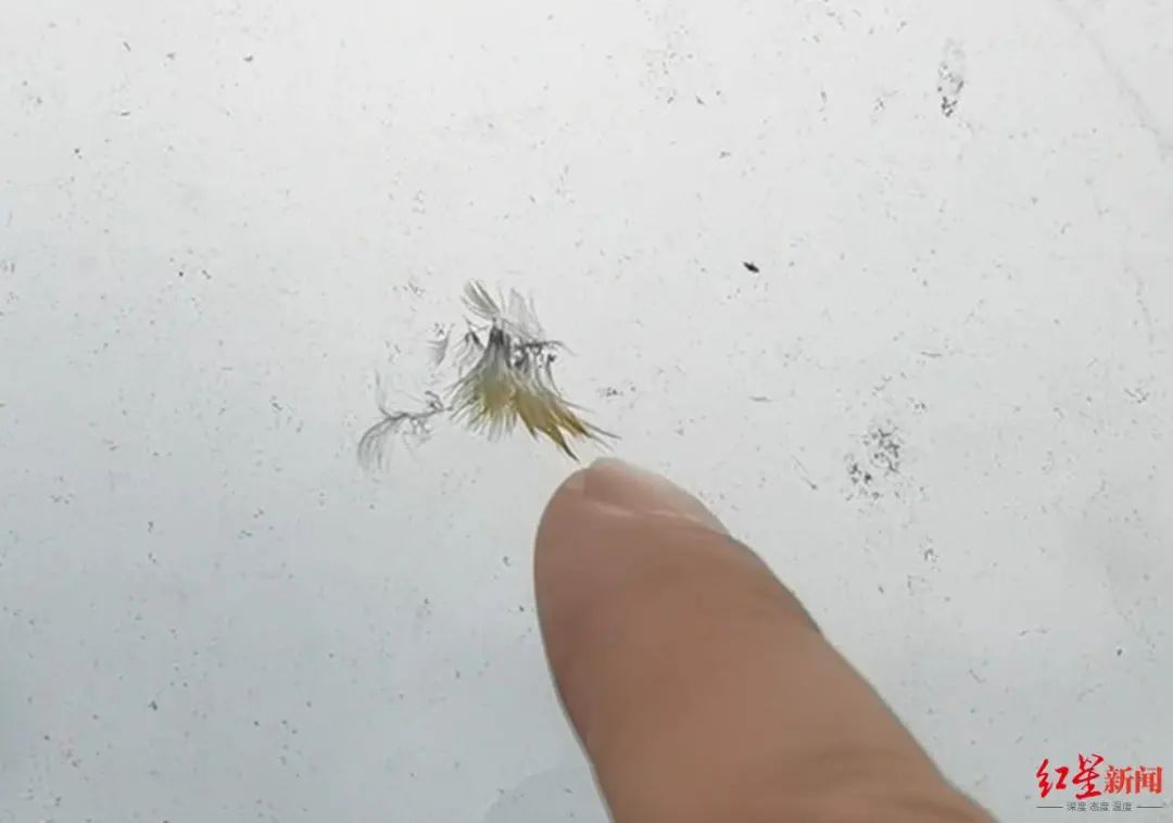 ▲透明声屏障墙上残留的鸟儿羽毛