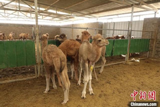 图为单峰驼与双峰驼繁育的“混血”驼羔。王晓春摄