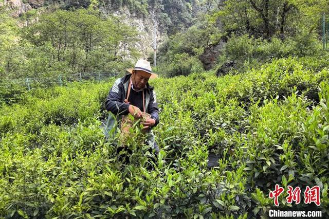图为2024年5月20日，格桑旦增在茶田采摘茶青。受访者 供图