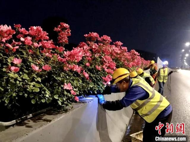 养护工人检查月季花。 杭州市城市管理局供图