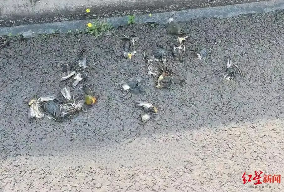 ▲死亡的红嘴相思鸟