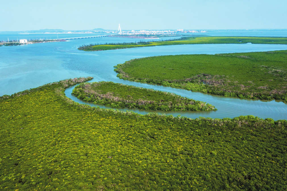海南东寨港国家级自然保护区海上连片的红树林生机勃勃,犹如海上"卫士