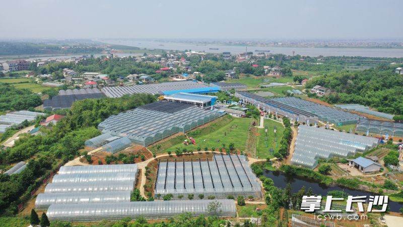 2025樟树港辣椒文化旅游节开幕|樟树市_新浪财经_新浪网