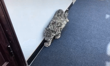 正在爬行的“凌小蛰”。来源：视频截图