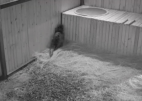 “凌小蛰”跳上1米多高的隔离康复内舍。来源：视频截图