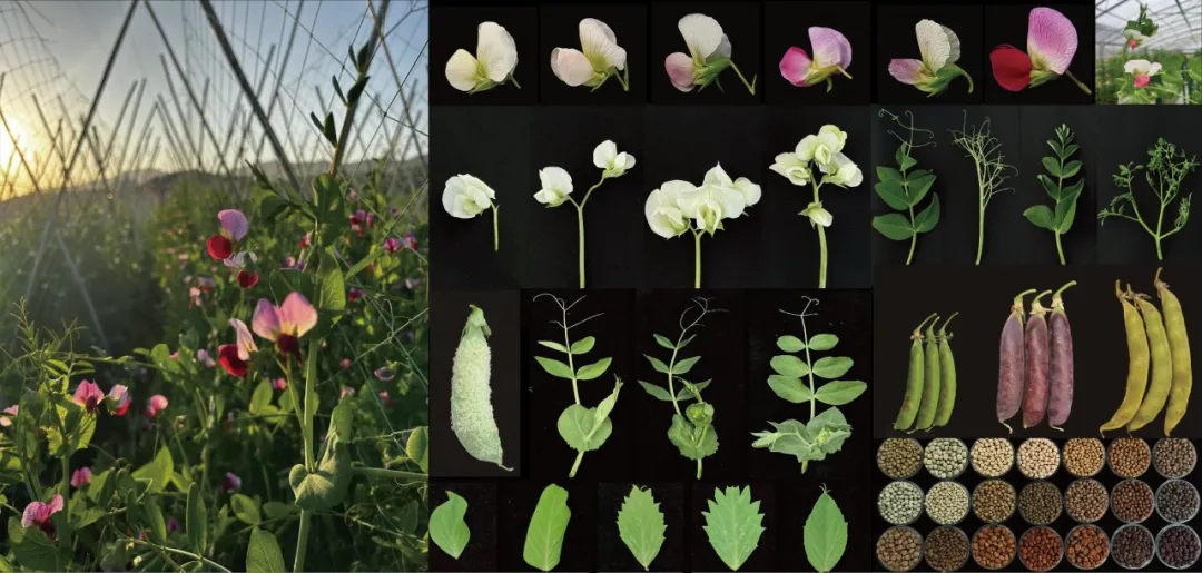 种植在深圳种质资源圃的豌豆表现出丰富的表型多样性。图片来源：中国农业科学院深圳农业基因组研究所