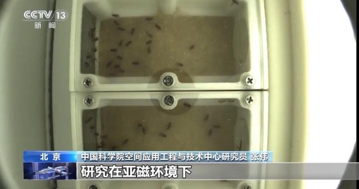 中国空间站首批在轨繁育果蝇即将返回地球，有望获得多项科学成果