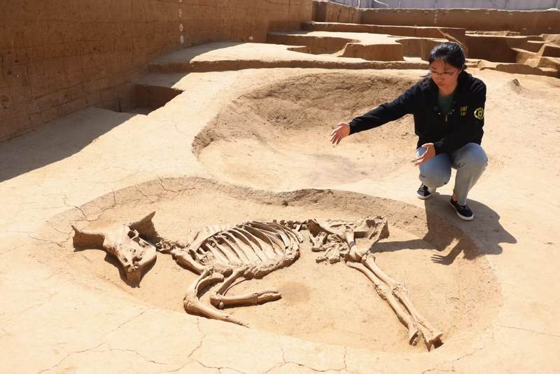 王晶在介绍新发现的外城壕上的祭祀牛坑情况。新京报记者 浦峰 摄