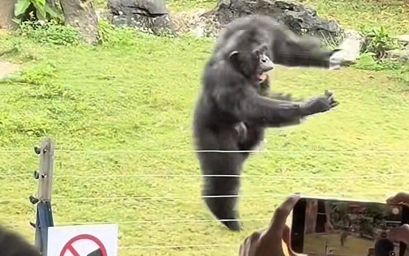 ▲动物园中，黑猩猩正在丢石块。图/视频截图