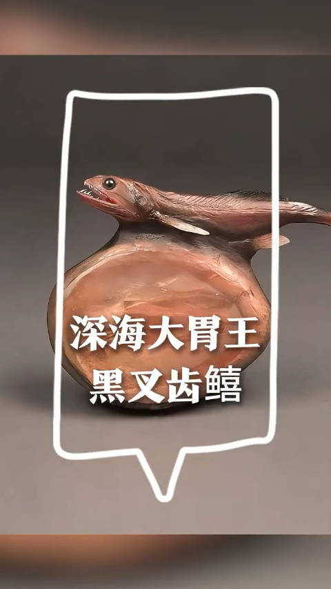 黑叉齿鱚,又名黑叉齿龙鰧、黑狗母,是一种生活在深海的奇特鱼类|猎物|动物|尾鳍|下颌|黑褐色_新浪新闻