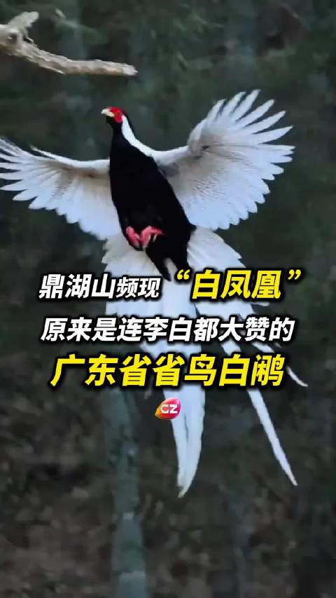 广东频现“白凤凰”!原来是连李白都大赞的广东省省鸟白鹇!|林中|外形|野生动物_新浪新闻