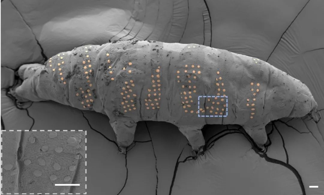 基于冰刻技术的水熊虫表面碳质微纳结构表征。图片来源：西湖大学