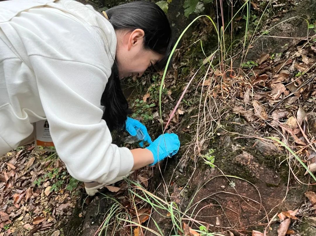 科研人员杨治蓉在山上挖苔藓捉水熊虫。图片来源：西湖大学