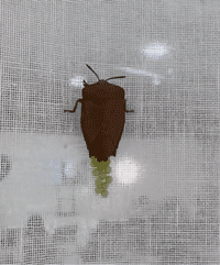 图片来源：小红书用户“小尹框”