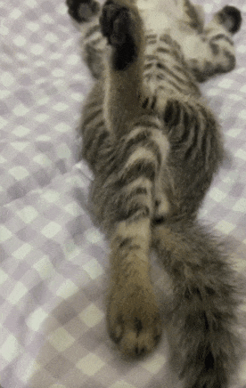 276_436竖版 竖屏gif 动态图 动图