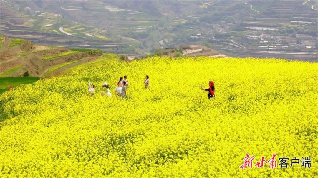 天水武山县:油菜花开引客来|油菜花海_新浪财经_新浪网