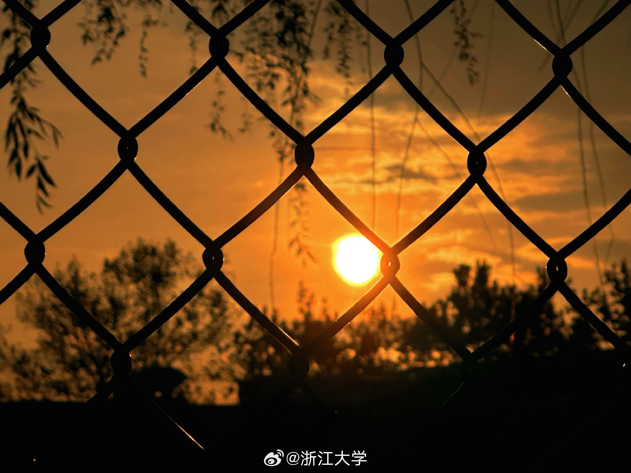 浙大毕琳婕拍摄校园夕阳美景,官方微博道晚安|余晖_新浪新闻