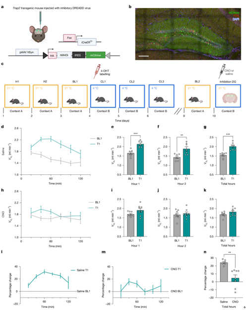 Nature:“寒冷的记忆”有助于我们“抵御”寒冷——新研究揭示记忆锚定细胞调节机体代谢反应的新机制