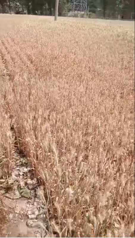 河南干旱部分农户提前割麦,农业部门:将救灾资金用于灌溉打井