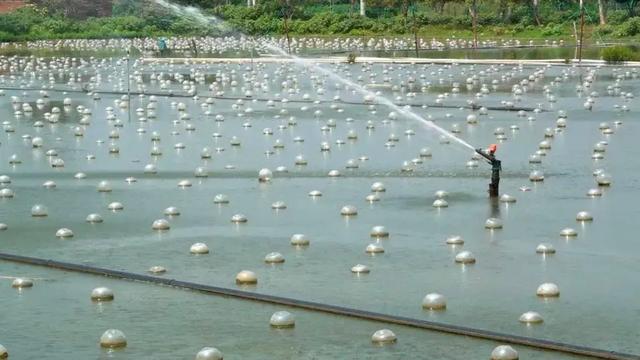 珍珠的养护与保养知识讲座(图1)