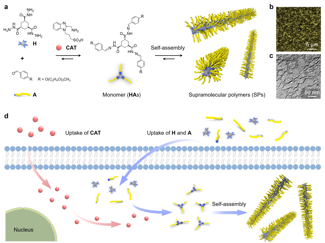 （来源：Angewandte Chemie International Edition）