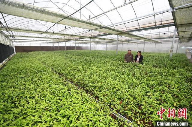 育种基地的工人正在查看茶苗生长情况.陈涛 摄