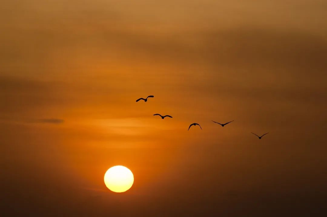 (图源:pixabay)