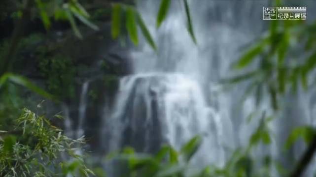 纪录片《竹子:影响世界的中国植物》,关于竹子的科普|中国人|年纪|总会_新浪新闻