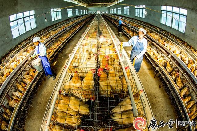 广西这地的小土鸡'孵'出十亿大产业|广西_新浪财经_新浪网