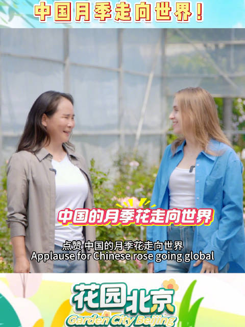 不少自研的月季品种正在走向世界，让世界看见北京花卉力量！|北京市_新浪新闻