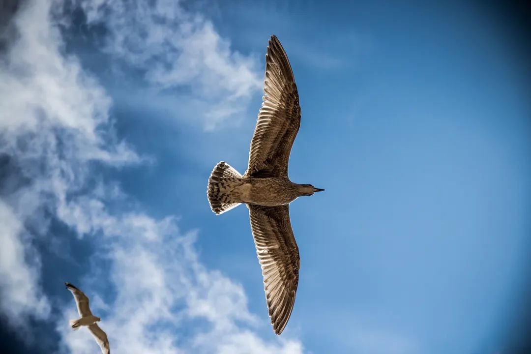 （图源：pixabay）