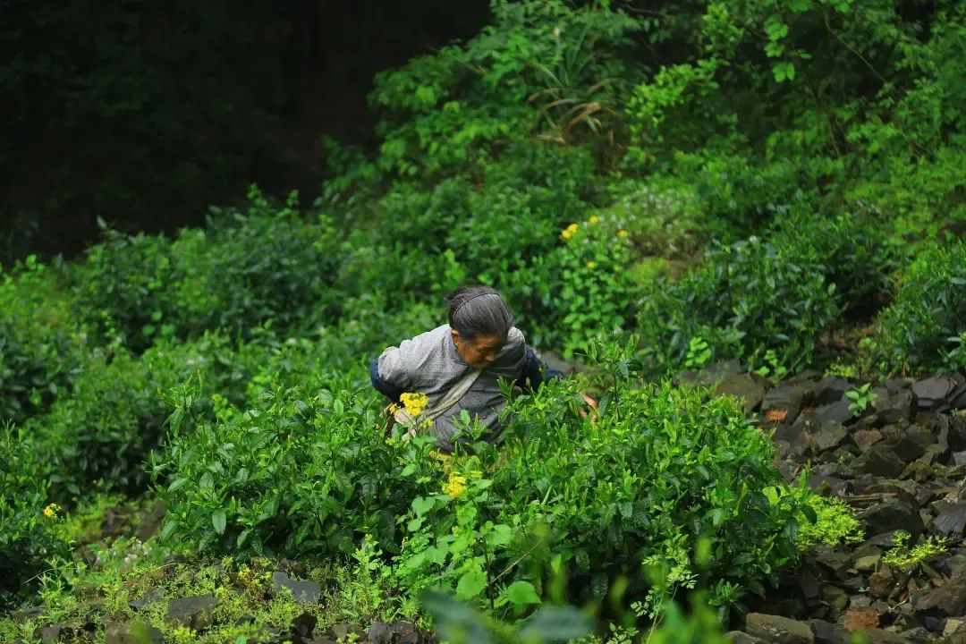 （图/《茶界中国》）