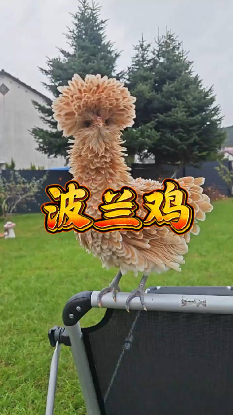 波兰鸡头部冠羽发达如帽，原产波兰易饲养|宠物鸡饲养|观赏鸡品种|动物|观赏鸡|帽子_新浪新闻