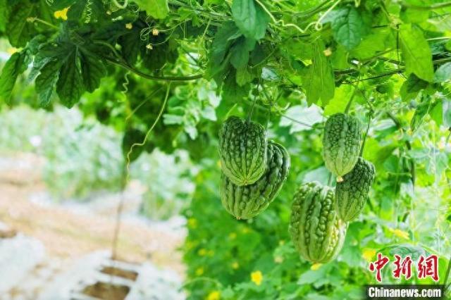 岭南蔬菜界盛会举行 千余个瓜类蔬菜新优品种亮相|蔬菜_新浪财经_新浪网