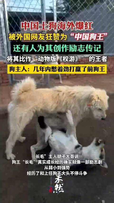 主人揭秘下司犬长毛狗王之路 否认故意拱火拍摄犬斗博流量|犬|狗_新浪新闻
