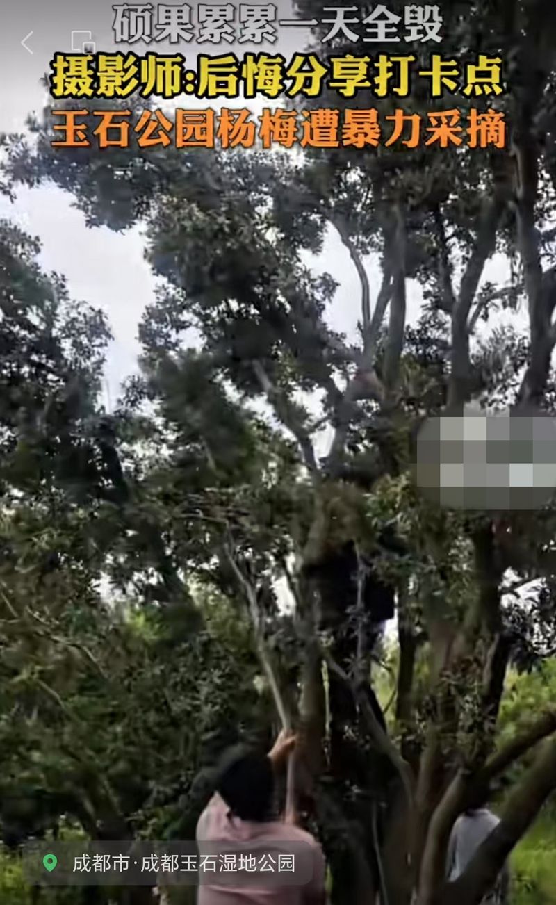 ▲成都市龙泉驿区的玉石公园种植的杨梅近日遭到暴力采摘。图/网络视频截图
