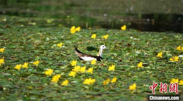 四川西昌邛海:荇菜花开出金色花海|花海_新浪财经_新浪网