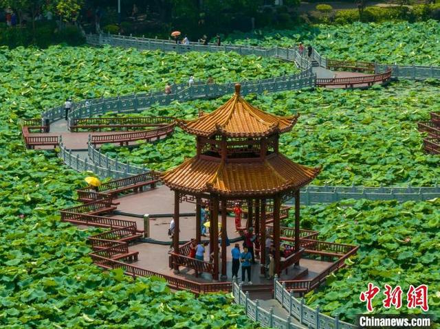 近日,在广西梧州市万秀区潘塘公园,盛开的荷花亭亭玉立,娇艳醉人,吸引