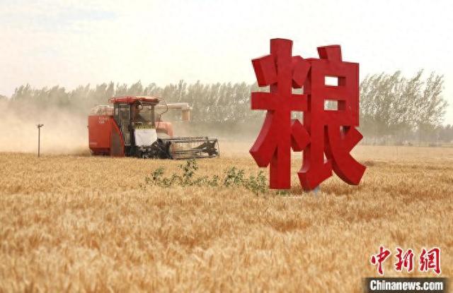 6月5日，河南省开封市尉氏县，农机手在农田中的“藏粮于地”标识旁抢收小麦。 李新义 摄