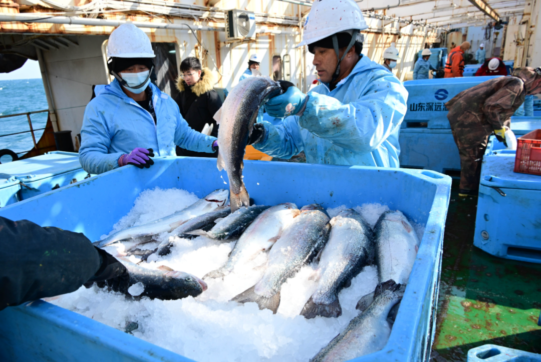2025年1月，“深蓝2号”收鱼，工人在养殖工船上分装三文鱼。新华社记者 李紫恒 摄