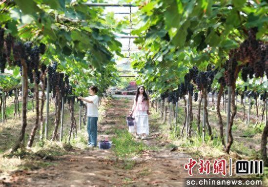 游客体验采摘乐趣。合江县融媒体中心供图