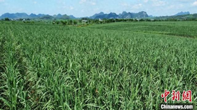图为广西崇左市江州区万亩连片“双高”甘蔗基地。江州区融媒体中心供图