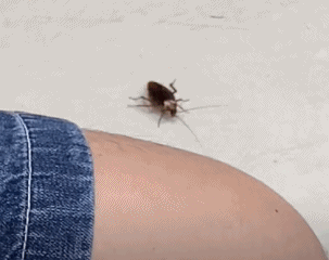 ▲图源：抖音@容易醉