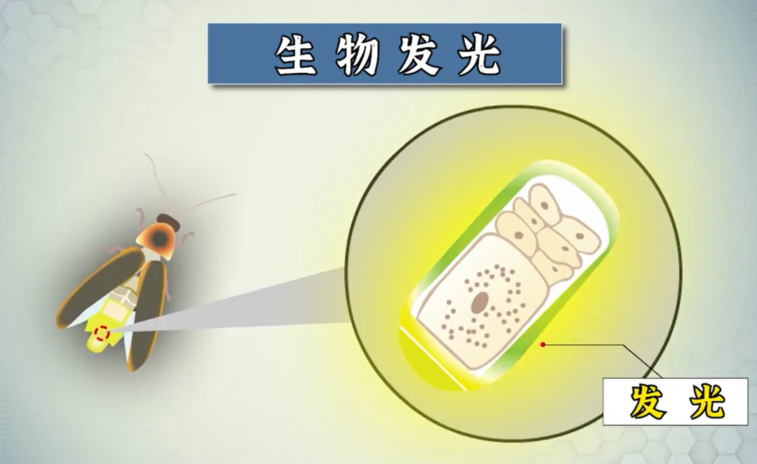 萤火虫发光的原理是什么?|萤火虫_新浪财经_新浪网