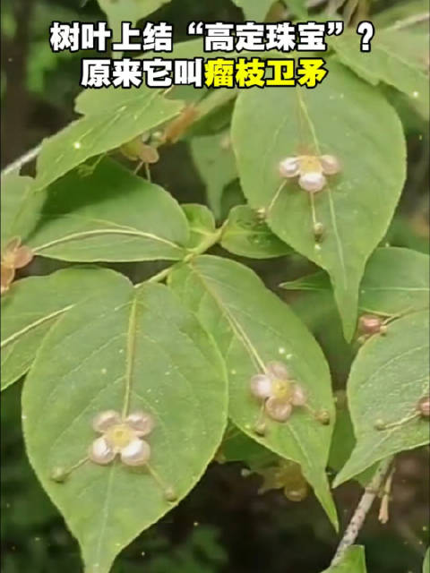 瘤枝卫矛叶片如珠宝，多生长于山地树林|山东省|珠光宝气|叶子_新浪新闻